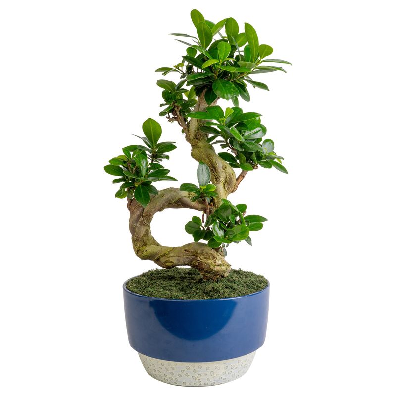 8" Bonsai Protect From Freezing
