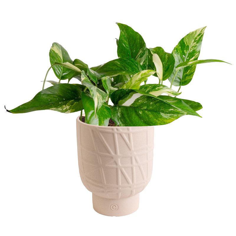6¨ Assorted Tropicals