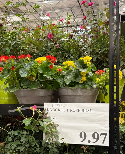 2g Knock Out Rose