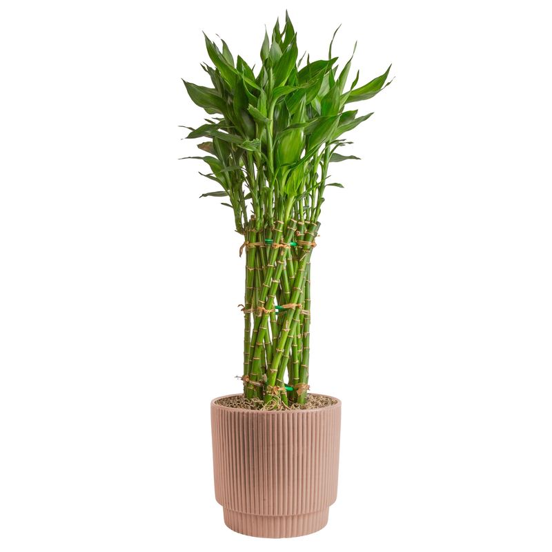 Large Lucky Bamboo