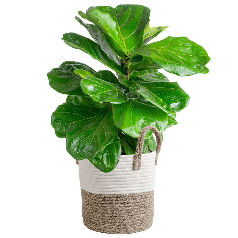 10¨ Assorted Tropical Indoor Foliage