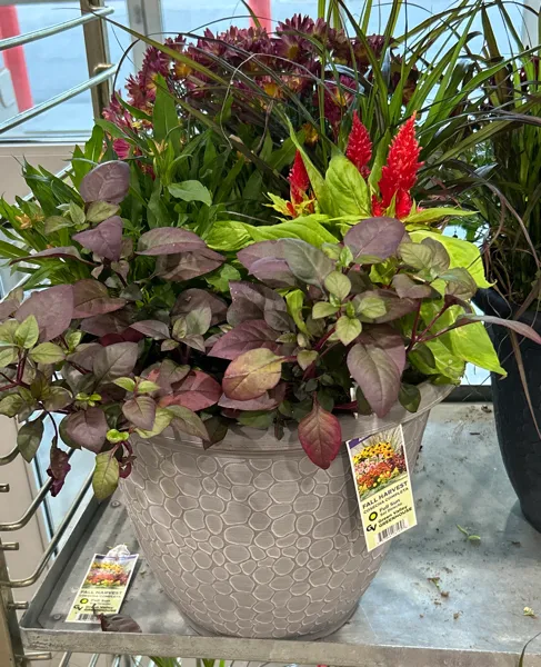 15¨ Fall Combo Planter 7.1g / 28.9l