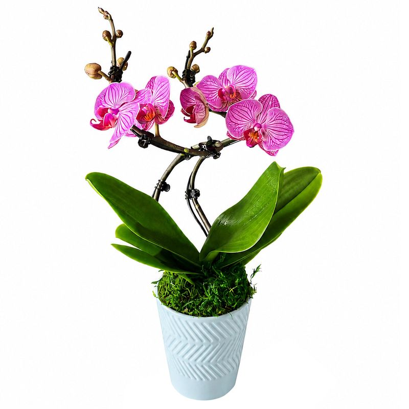 Double Wave Orchid Garden 16oz