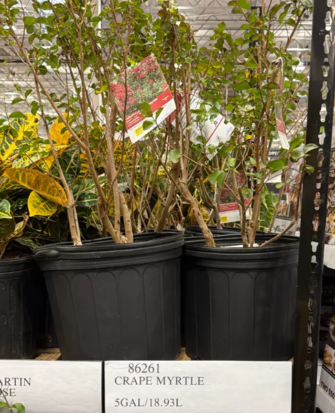 Crape Myrtle 5gal/18.93l
