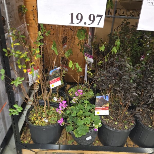Crape Myrtle 5gal/18.93l